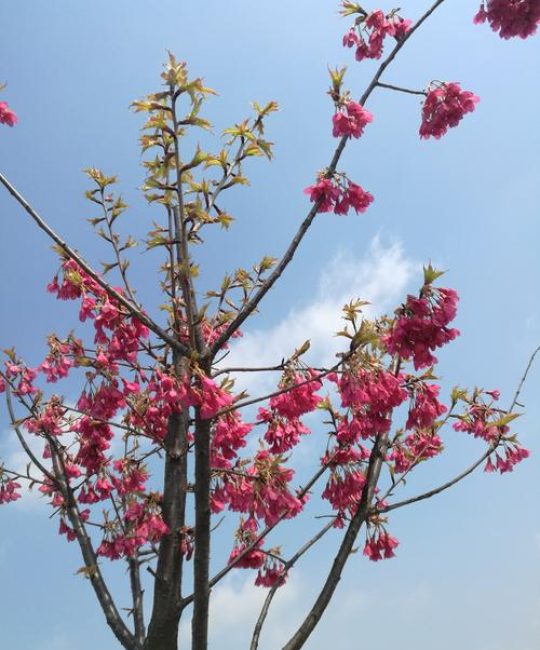 北方有樱花树吗？——耐寒品种选择与精细化种植指南