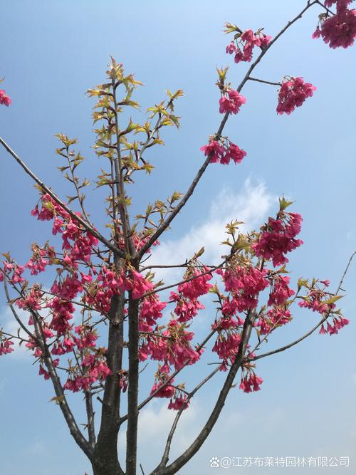 北方有樱花树吗?——耐寒品种选择与精细化种植指南 一、生长习性:落叶与半常绿的地域表现