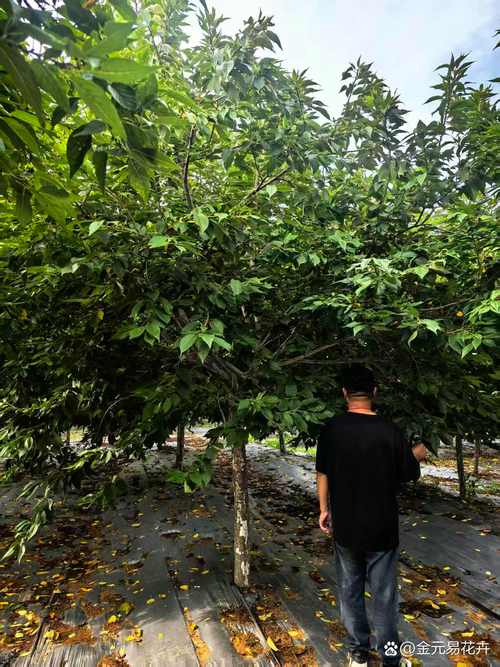 北方有樱花树吗?——耐寒品种选择与精细化种植指南 五、南北种植差异化建议(核心)