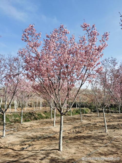 北方有樱花树吗?——耐寒品种选择与精细化种植指南 七、总结与行动清单