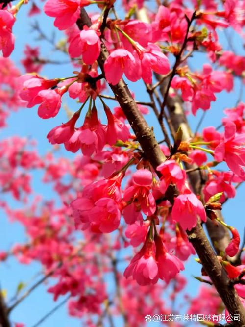北方有樱花树吗?——耐寒品种选择与精细化种植指南 六、常见误区纠正