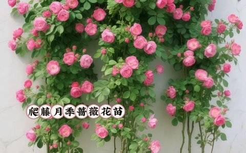 爬墙月季花可以盆栽吗？庭院与阳台高颜值藤本月季盆栽全攻略