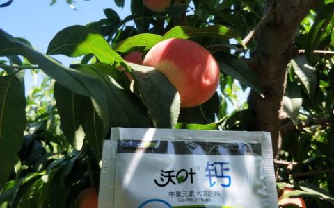 桃树花后施什么肥？落花后7-10天追施高氮复合肥，每亩15公斤尿素+20公斤平衡肥，坐果率可提升30%