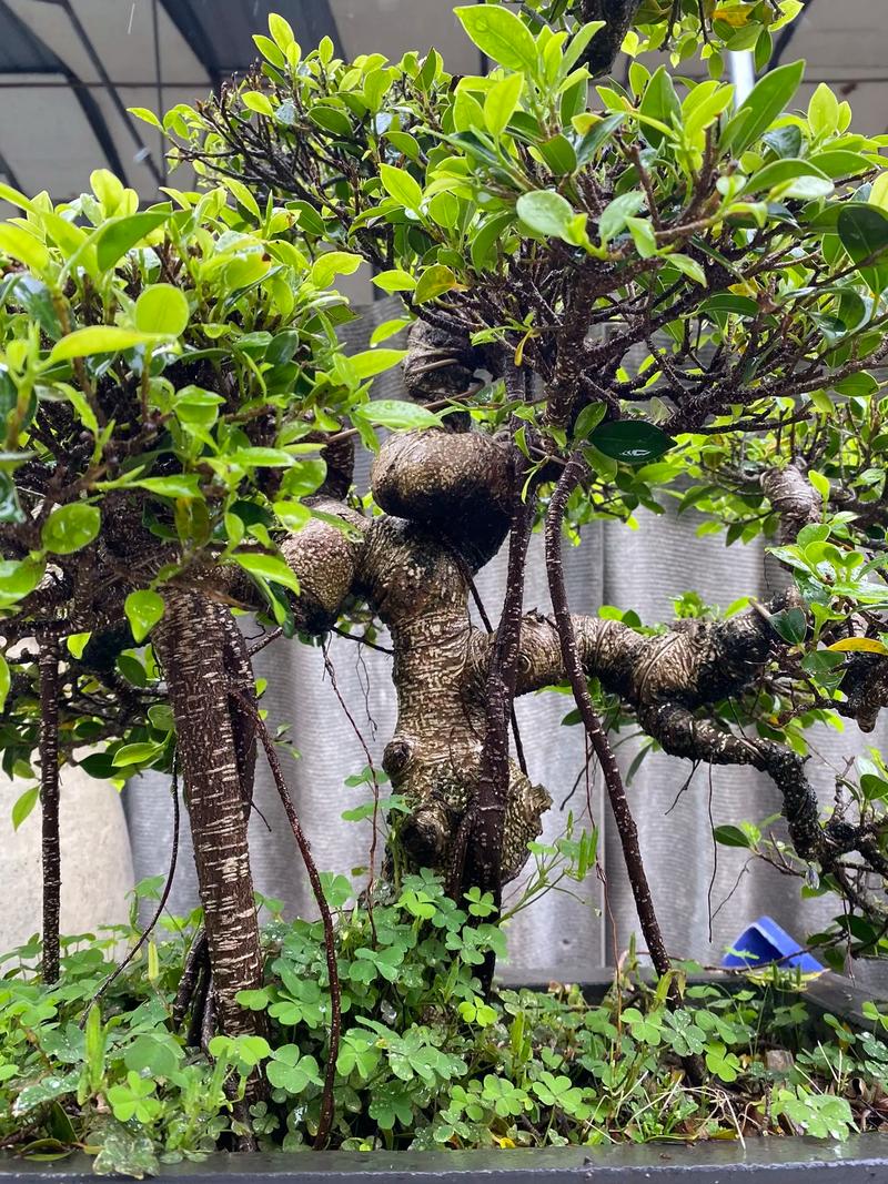 虎皮木是什么树种？一篇带你全面了解虎皮木的百科指南