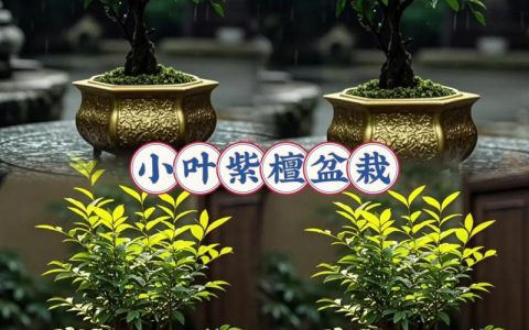 小叶紫檀的养殖方法和注意事项：家庭盆栽养护全指南
