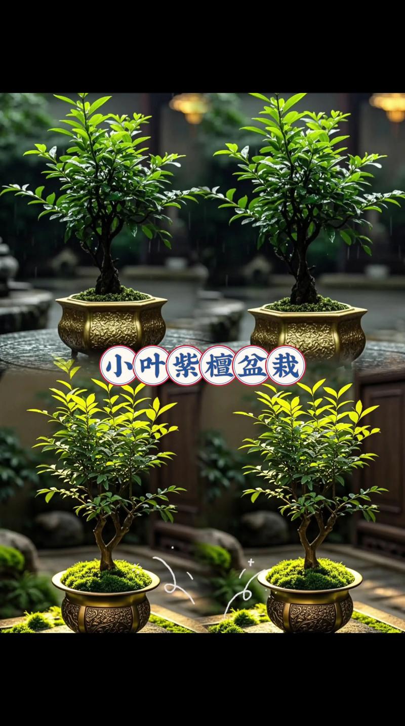 小叶紫檀的养殖方法和注意事项:家庭盆栽养护全指南 小叶紫檀的养殖方法和注意事项:家庭盆栽养护全指南