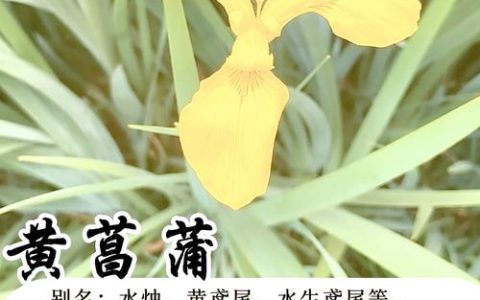 黄菖蒲是挺水植物吗？全面解析其生态习性、种植与养护要点