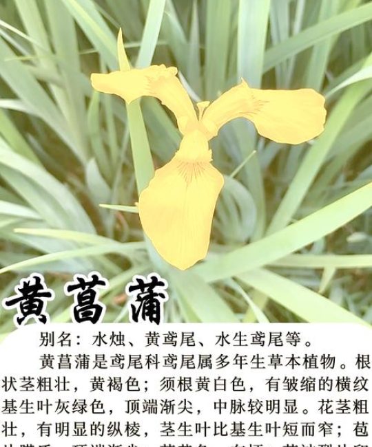 黄菖蒲是挺水植物吗？全面解析其生态习性、种植与养护要点
