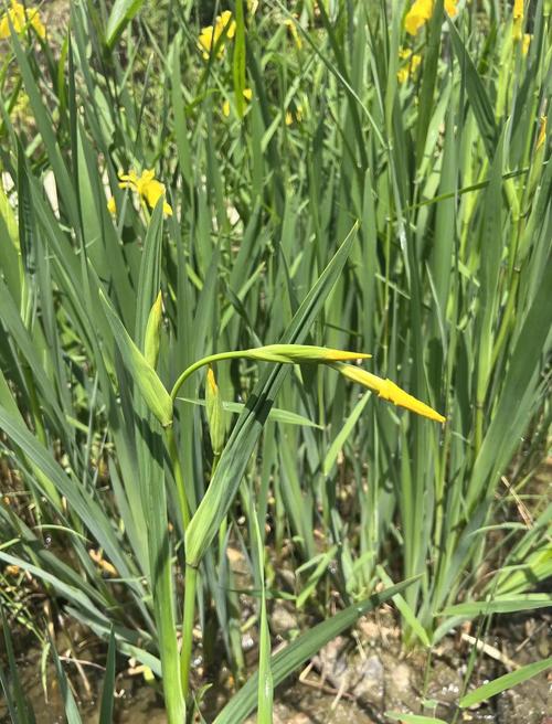 黄菖蒲是挺水植物吗?全面解析其生态习性、种植与养护要点 越冬管理:耐寒但需防冻害