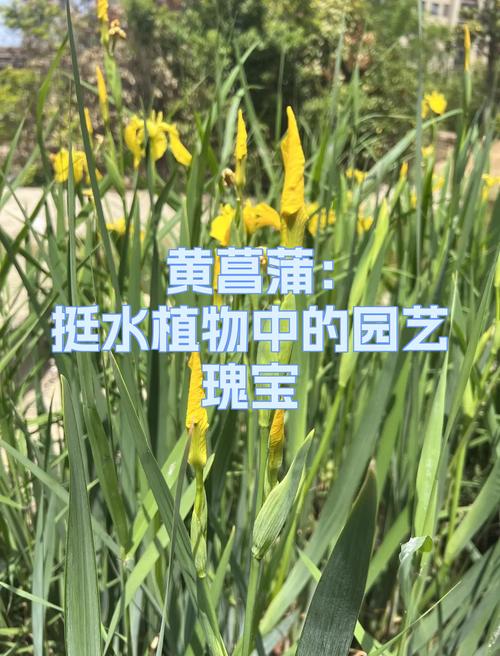 黄菖蒲是挺水植物吗?全面解析其生态习性、种植与养护要点 种植与养护要点:水深、基质、密度