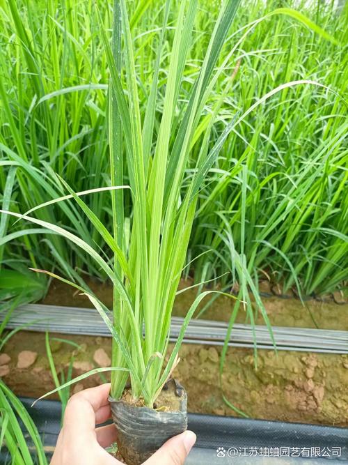 黄菖蒲是挺水植物吗?全面解析其生态习性、种植与养护要点 景观配置方案:池塘河道中的角色