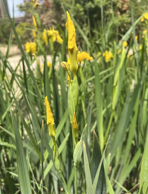 黄菖蒲是挺水植物吗?全面解析其生态习性、种植与养护要点 常见问题与正确做法
