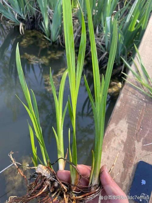 黄菖蒲是挺水植物吗?全面解析其生态习性、种植与养护要点 FAQ
