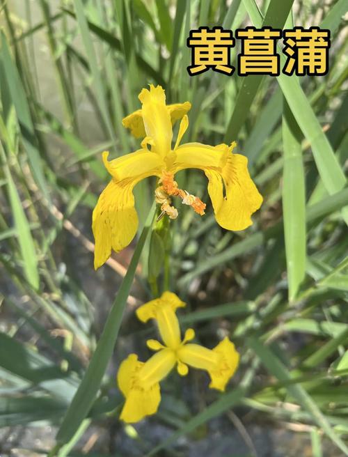 黄菖蒲是挺水植物吗?全面解析其生态习性、种植与养护要点 总结:三个核心可执行动作