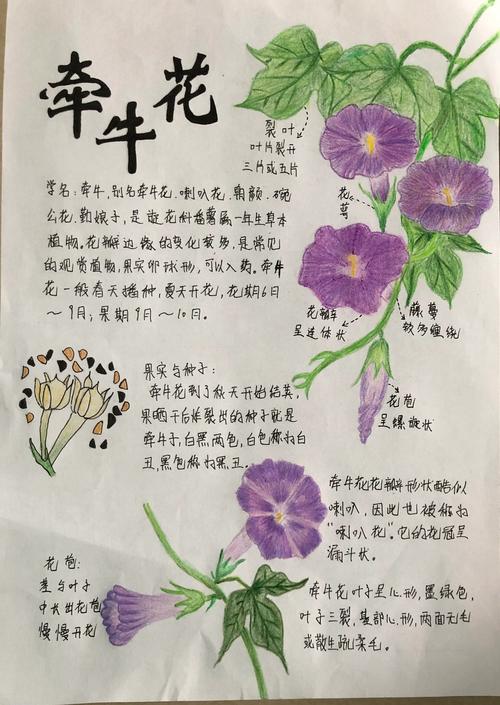 牵牛花种子传播与高效种植技术指南 二、土壤环境要求