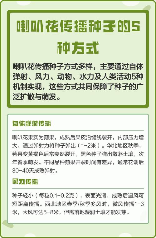 牵牛花种子传播与高效种植技术指南 四、播种深度与栽植