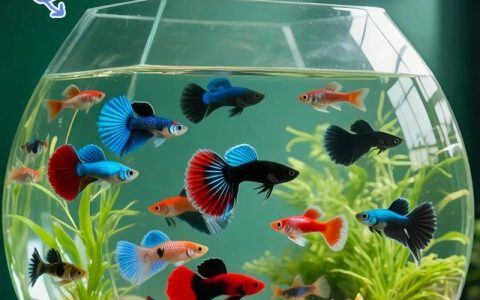 养孔雀鱼放什么水草好？推荐6种高存活率水草及造景搭配方案