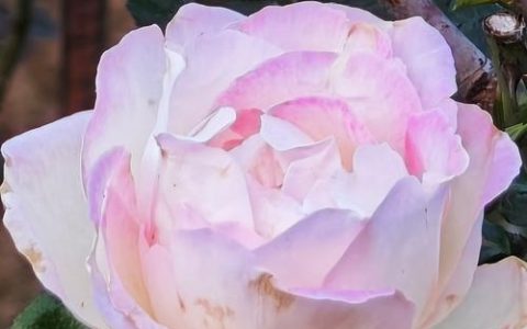 月季花多少钱一盆儿？2025年最新价格参考指南
