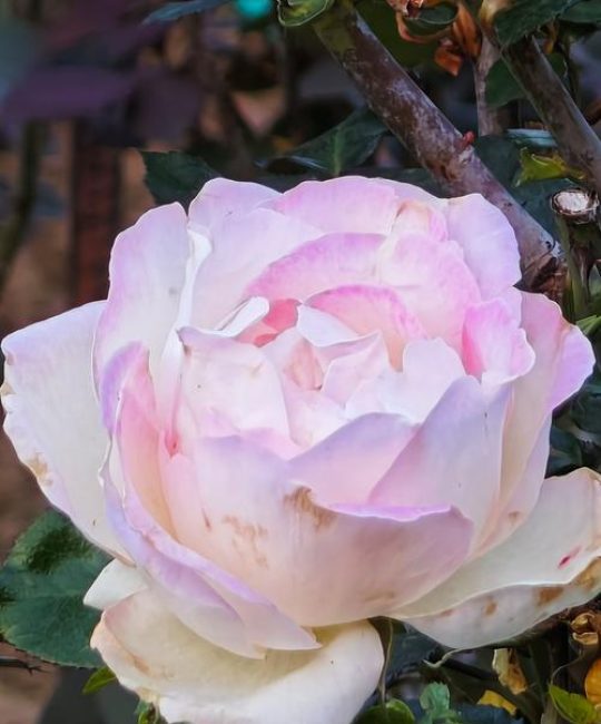月季花多少钱一盆儿？2025年最新价格参考指南