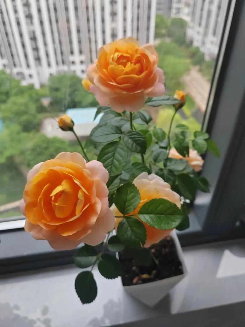 月季花多少钱一盆儿?2025年最新价格参考指南 数量与运输:批发与零售价差显著