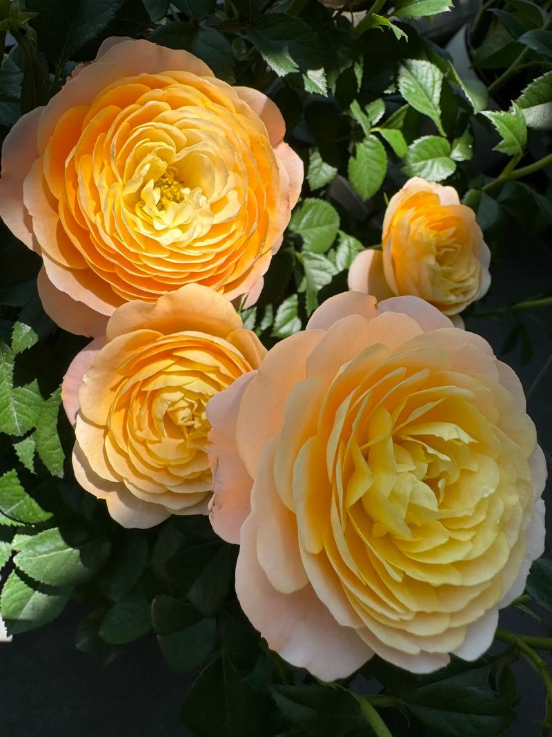 月季花多少钱一盆儿?2025年最新价格参考指南 季节波动:旺季与淡季价差可达30%