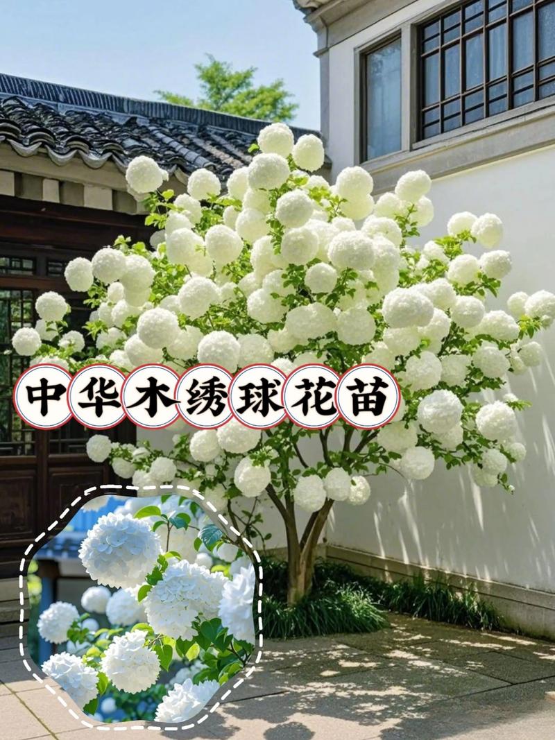 修剪：花后轻剪为主，休眠期只做整形，重剪需谨慎