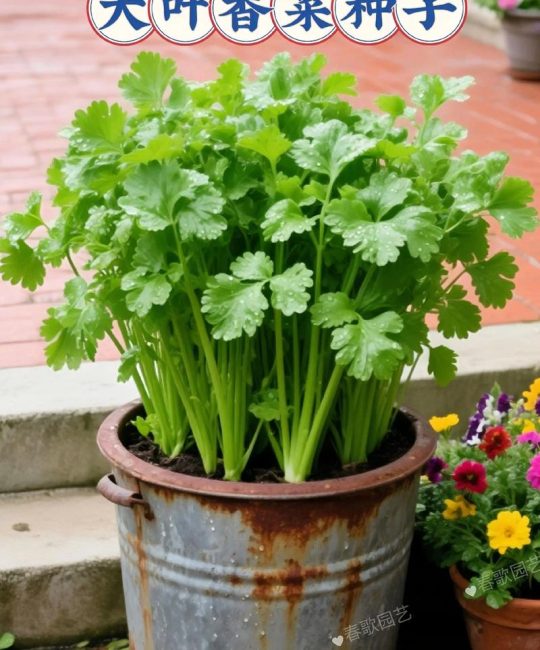 香菜可以移植吗？掌握这几个要点，阳台种香菜轻松成活