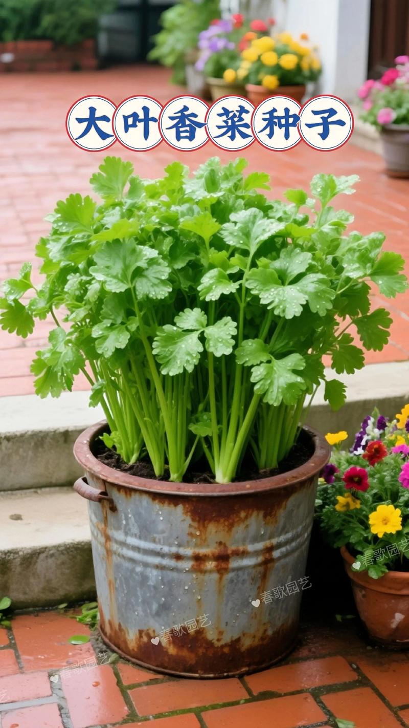 香菜可以移植吗?掌握这几个要点,阳台种香菜轻松成活 一、香菜移植的最佳时机