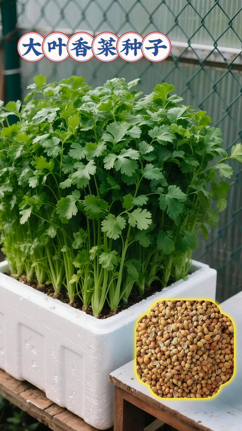香菜可以移植吗?掌握这几个要点,阳台种香菜轻松成活 二、移栽前的准备工作