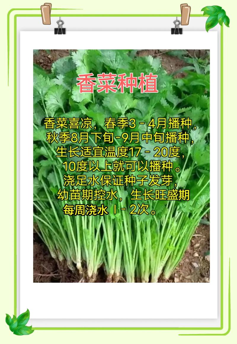 香菜可以移植吗?掌握这几个要点,阳台种香菜轻松成活 三、移栽的操作步骤