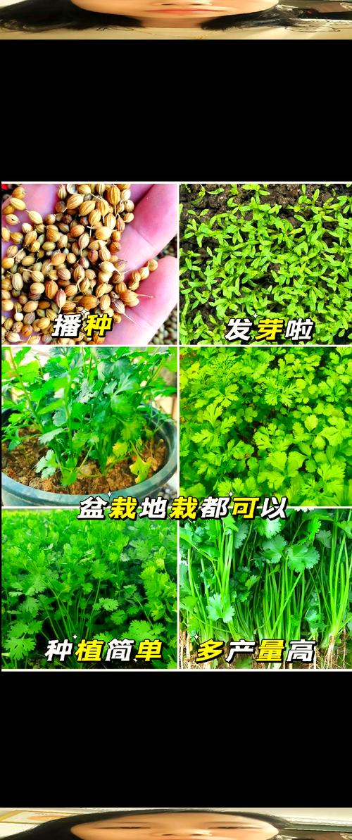 香菜可以移植吗?掌握这几个要点,阳台种香菜轻松成活 五、关于移植的两个常见误区
