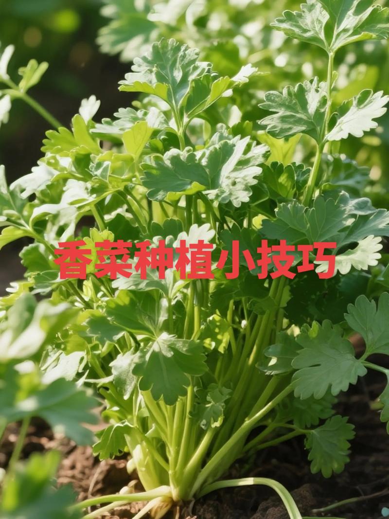 香菜可以移植吗?掌握这几个要点,阳台种香菜轻松成活 四、移栽后的养护要点