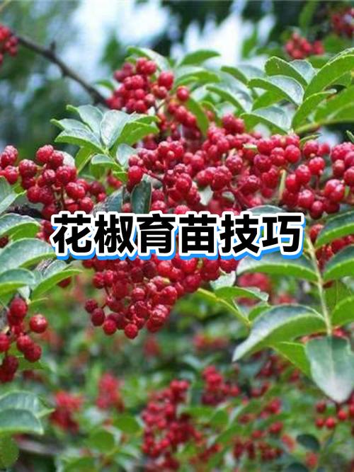 花椒种子怎么种?详细育苗指南与七步操作流程 四、栽植深度