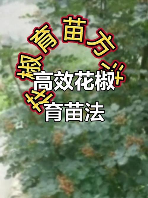 花椒种子怎么种?详细育苗指南与七步操作流程 五、浇定根水