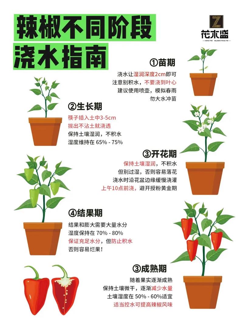 花椒种子怎么种?详细育苗指南与七步操作流程 六、缓苗管理(出苗及幼苗期)
