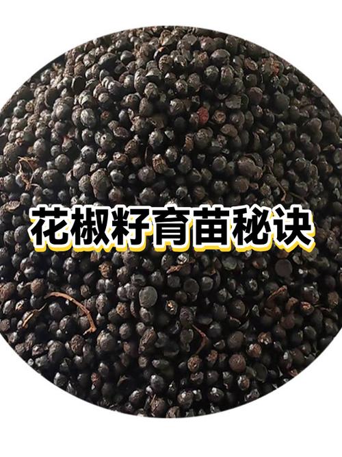 花椒种子怎么种?详细育苗指南与七步操作流程 总结