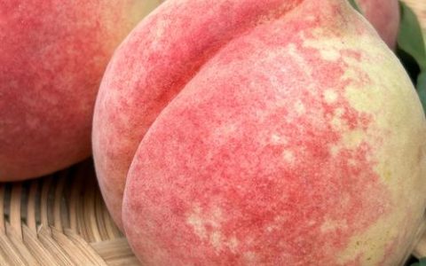 什么品种的桃子甜？三大高糖桃品种实测对比