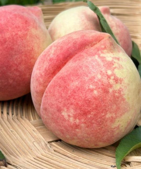 什么品种的桃子甜？三大高糖桃品种实测对比