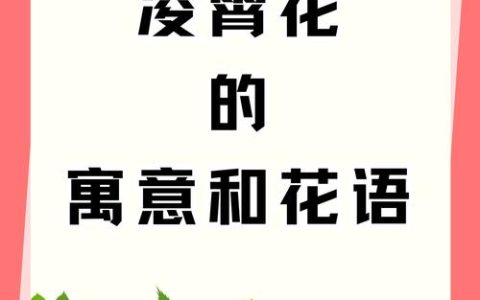 花卉象征意义与科学养护指南：牡丹、竹子与石榴的庭院应用