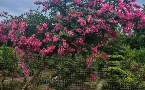 紫薇花的寓意与文化内涵：庭院盆栽养护全攻略