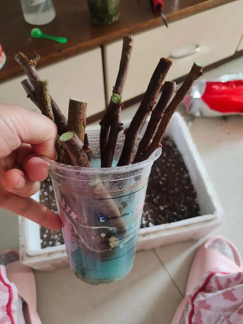 三角梅扦插多久生根?掌握科学参数,提高成活率 2. 基质配制与环境参数