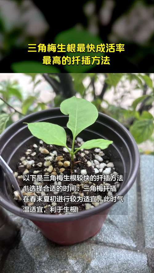 三角梅扦插多久生根?掌握科学参数,提高成活率 5. 常见错误与失败案例