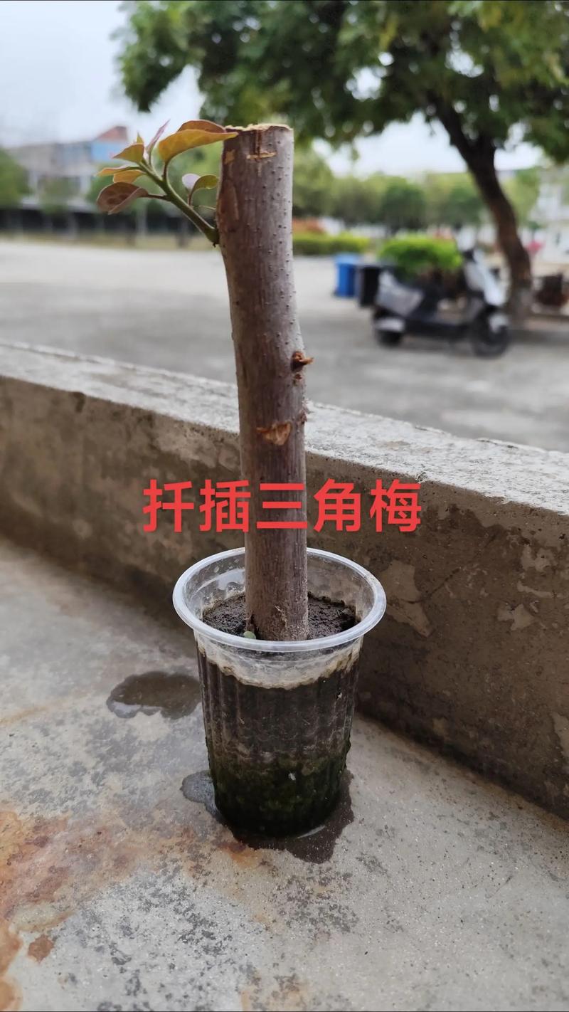 三角梅扦插多久生根?掌握科学参数,提高成活率 4. 生根判断标准与移栽时机