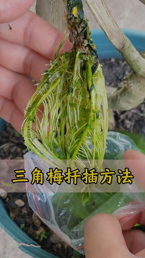 三角梅扦插多久生根?掌握科学参数,提高成活率 6. FAQ 常见问题
