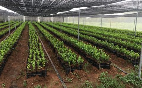 小香樟树苗价格与选购移栽全攻略：规格、树形与成活保障