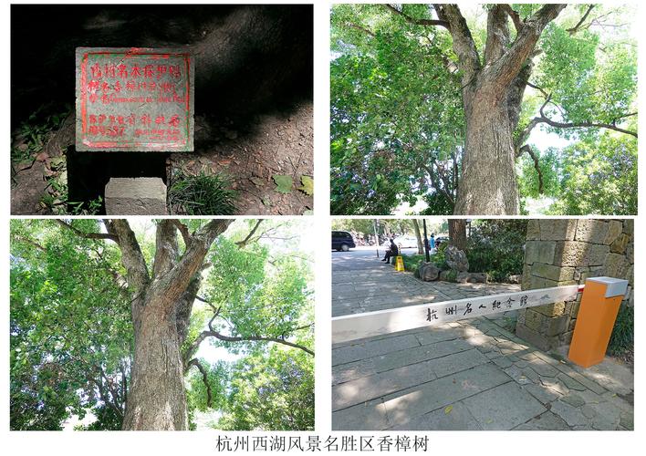 小香樟树苗价格与选购移栽全攻略:规格、树形与成活保障 小香樟树苗规格选择与价格对照表