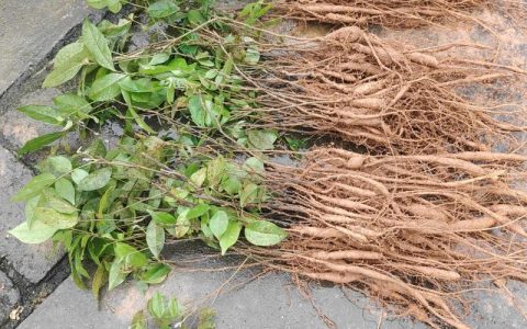 什么药材好种植又赚钱又贵？2026年高价值药材种植指南