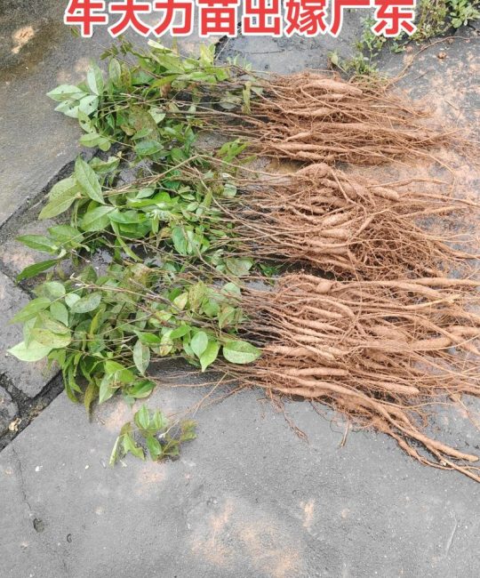 什么药材好种植又赚钱又贵？2026年高价值药材种植指南