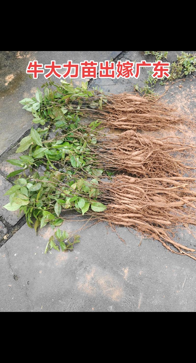 什么药材好种植又赚钱又贵?2026年高价值药材种植指南 什么药材好种植又赚钱又贵?2026年高价值药材种植指南