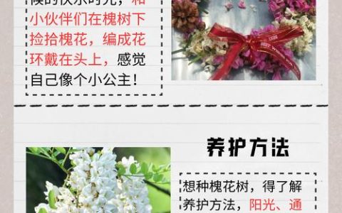 槐树什么时候开花？国槐与刺槐花期对比及夏季养护指南